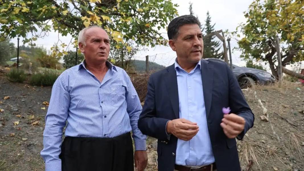 Adana’da Dünyanın En Pahalı Baharatı Safran Hasadı Başladı! 6